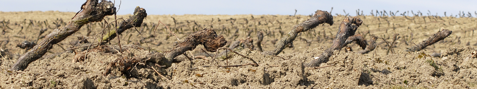 Weinreben gerodet auf Acker © Dienstleistungszentren Ländlicher Raum